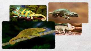 Chameleon Care.webp