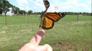 Monarch-male-released-OK-Centennial-Farms.jpg