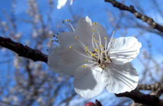 apricot-bloom-adj-1.jpg