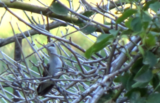 Hummer-shrubbery-inspector.jpg