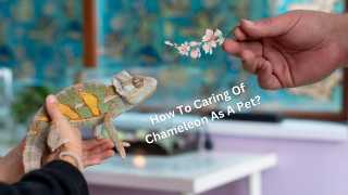 chameleon care guide.webp