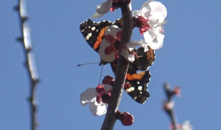 Admiral-on-Apricot-blossoms-1.jpg