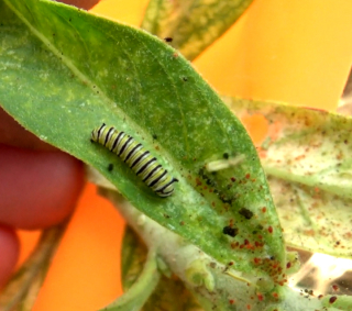 Monarch-2nd-instar-1st-of-2022.jpg