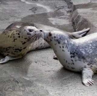 kissed-with-a-seal.webp