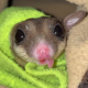 Awesome Possum Gliders