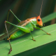 Black-Eyed Katydid