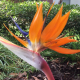 Snowbird of Paradise