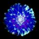 Blue Dahlia