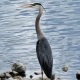 Blue Heron