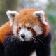 Hourly Red Pandas (New)