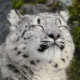 Snow Leopard A Day