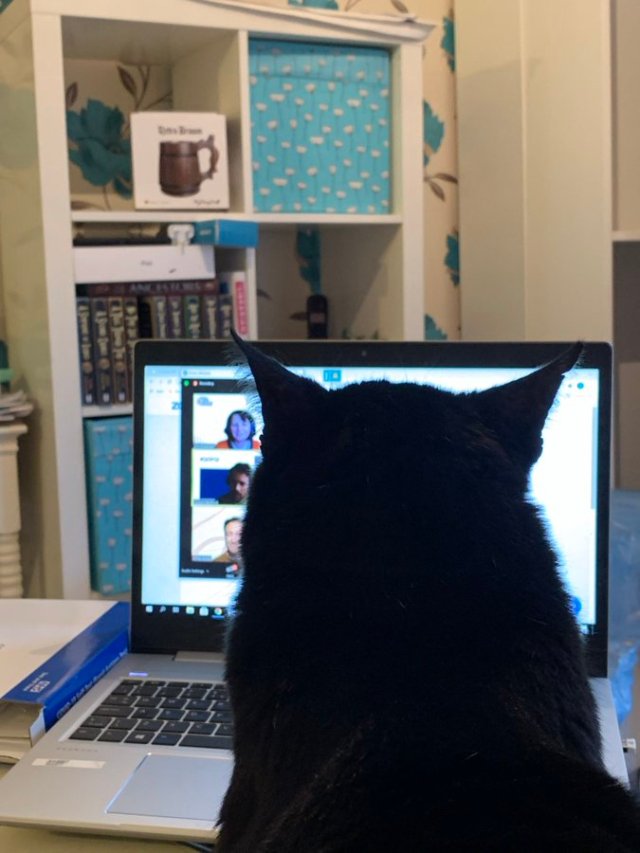 Silhouette of a cat watching a zoom call