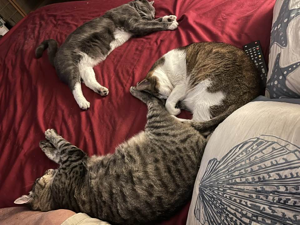 My sleepiing cats