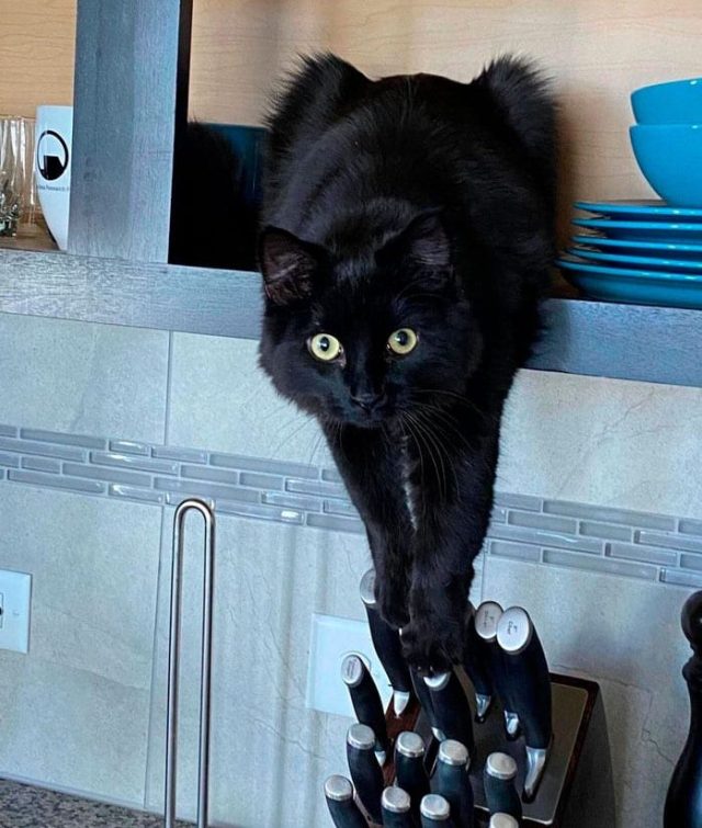 Black cat sitting on a shelf in a kitchen reaching for a knife in block on the counter below.