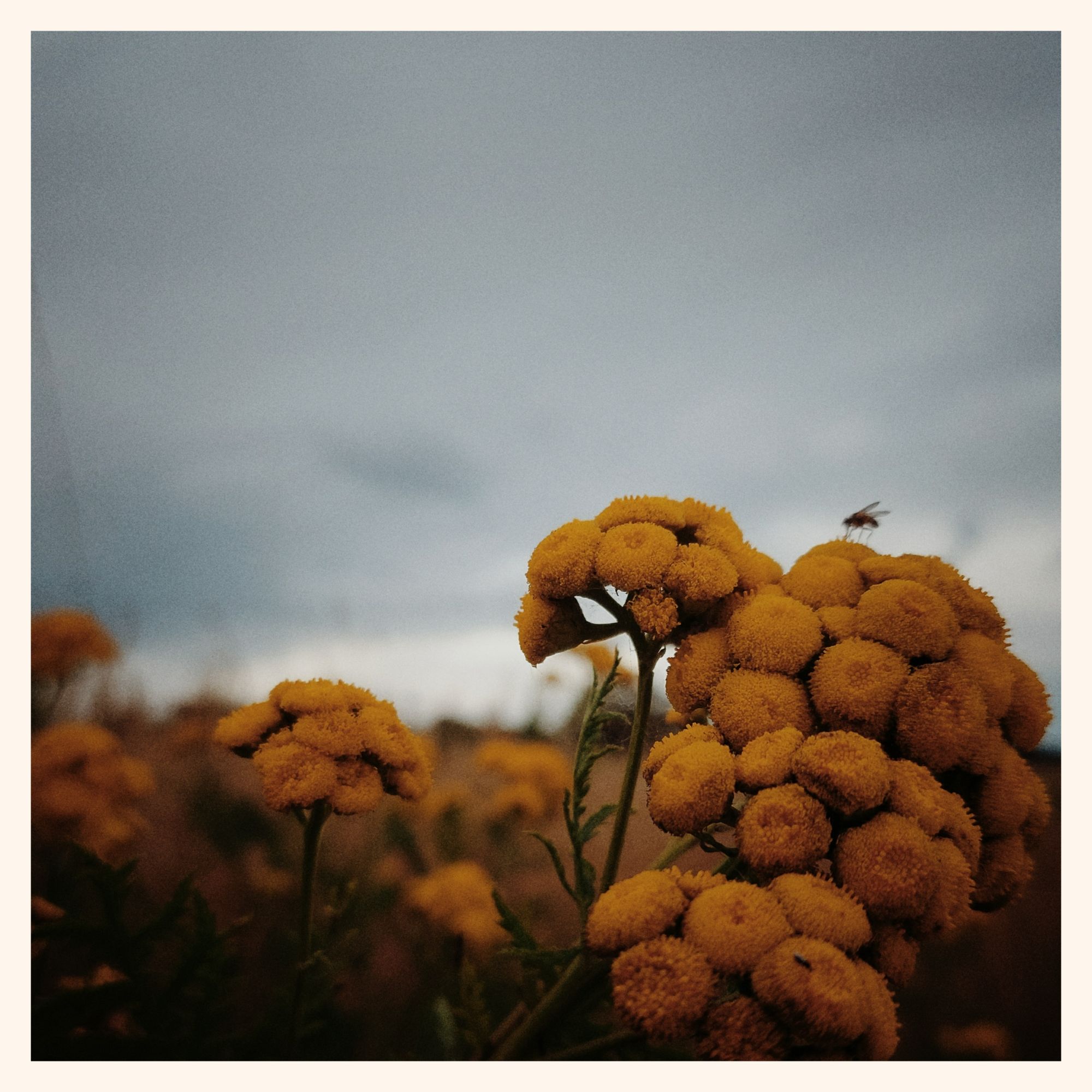 Yellow blossoms near grain on a field. A blurry insect on top. Grey clouds behind.