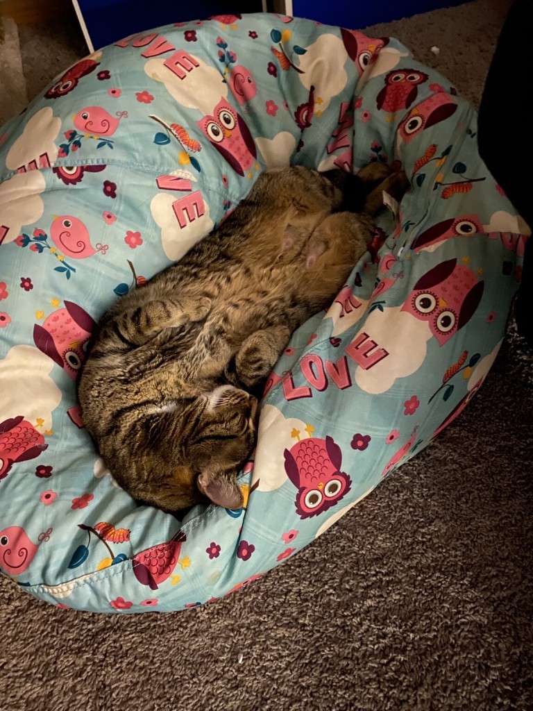 Brown tabby cat snuggled into bean bag chair 