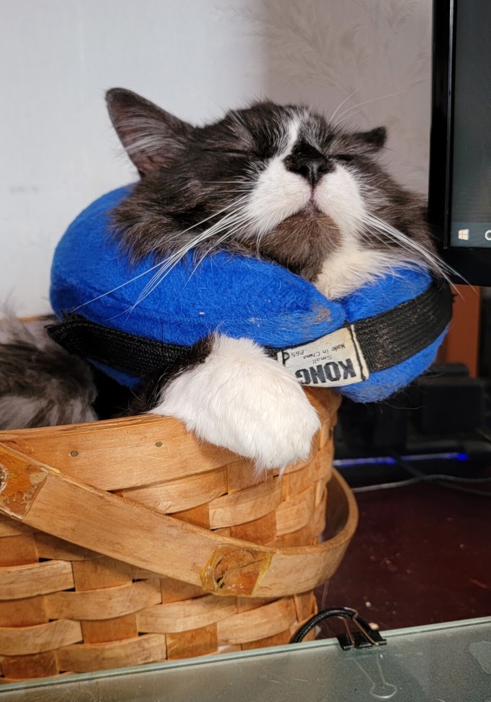 A fluffy tuxedo cat naps in a basket. He is wearing an inflatable blue collar, which means he has to sleep with his nose in the air.