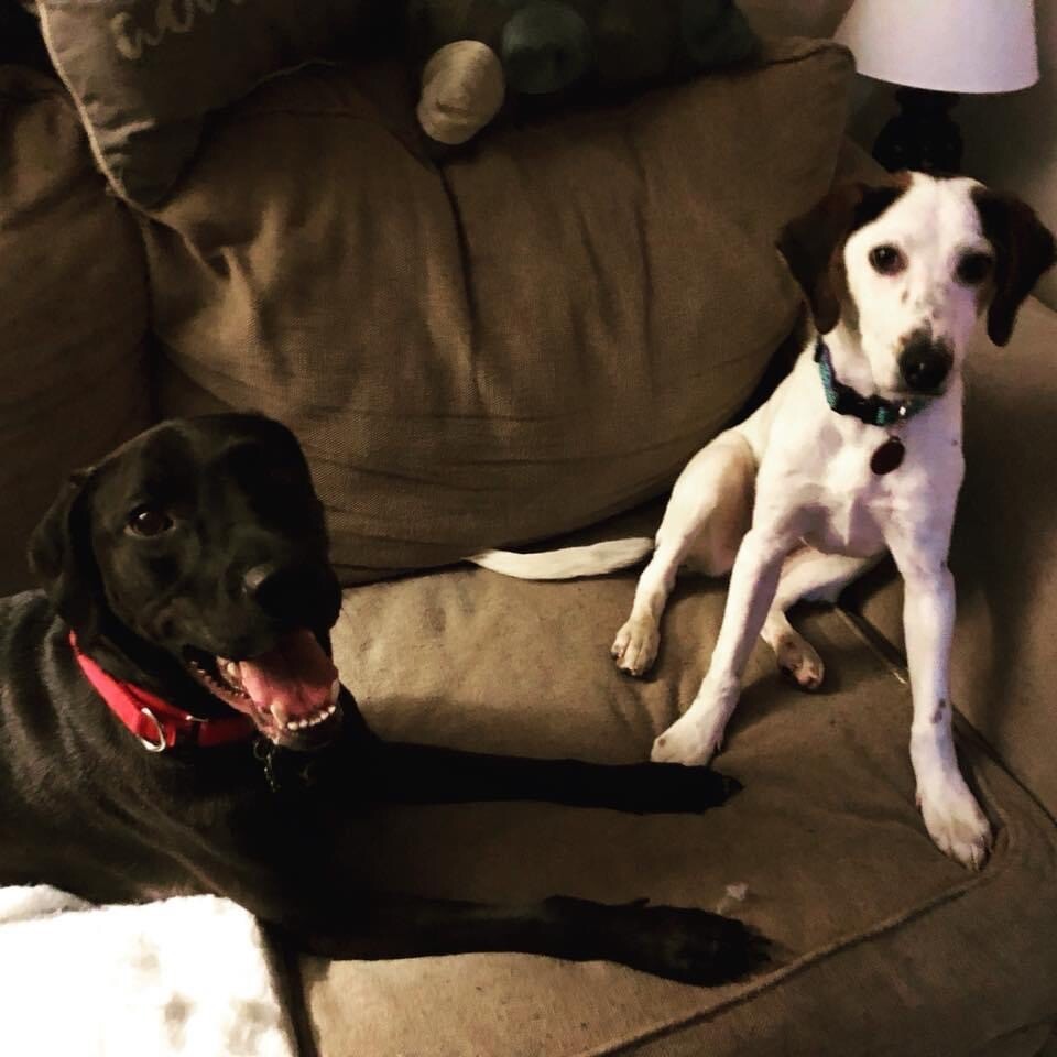My two pups, Jameson (left, black lab) and Ginger (right, beagle/pointer mix)