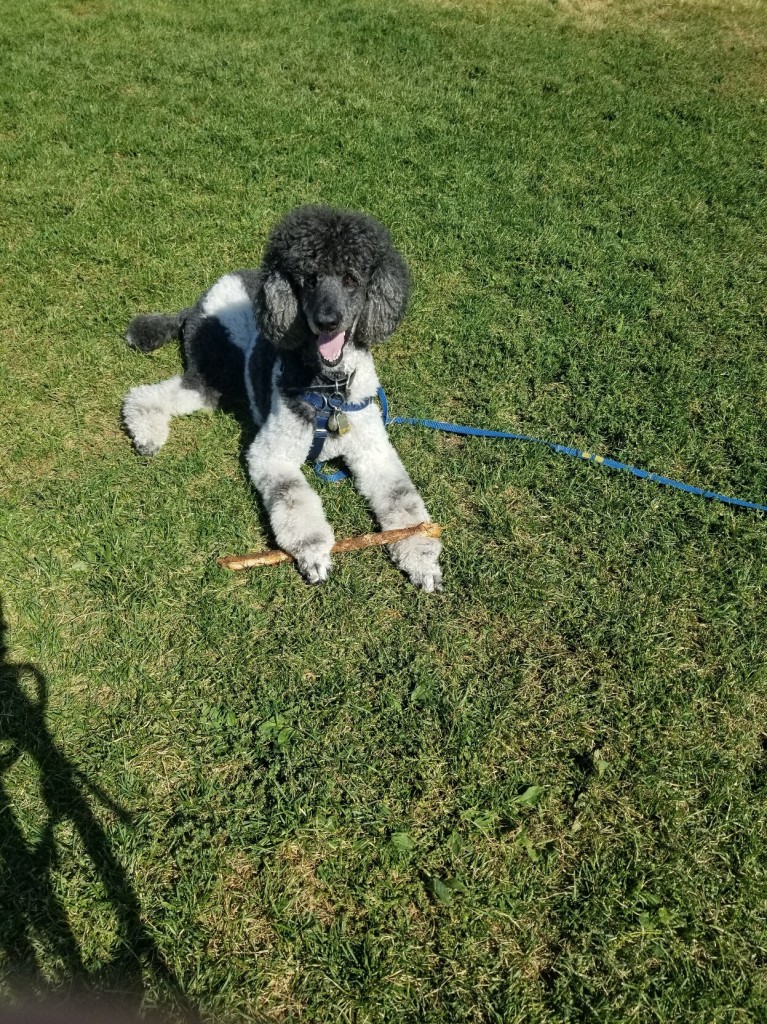 Gunnar, a standard poodle, playing with a stick, laying in grass.