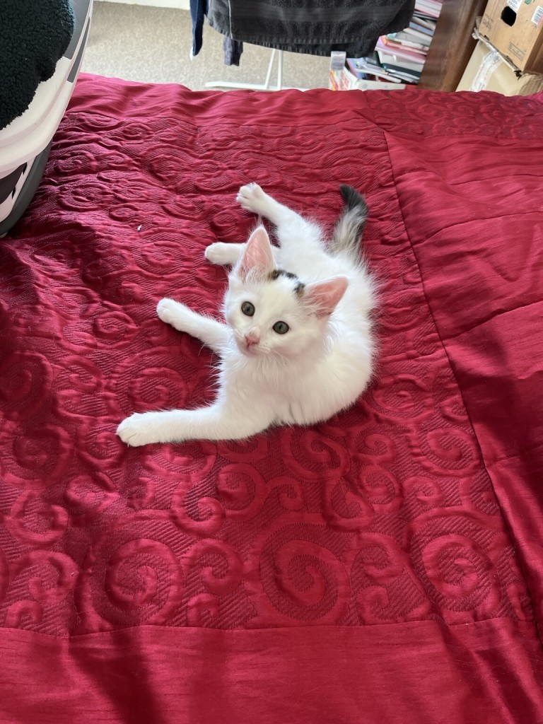 White kitten with few brown and black resting on big human bed 