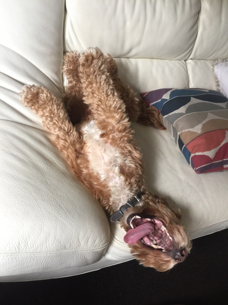 Herbie, an Apricot cockerpoo with white chest stretching out in a funny pose on the sofa. 
