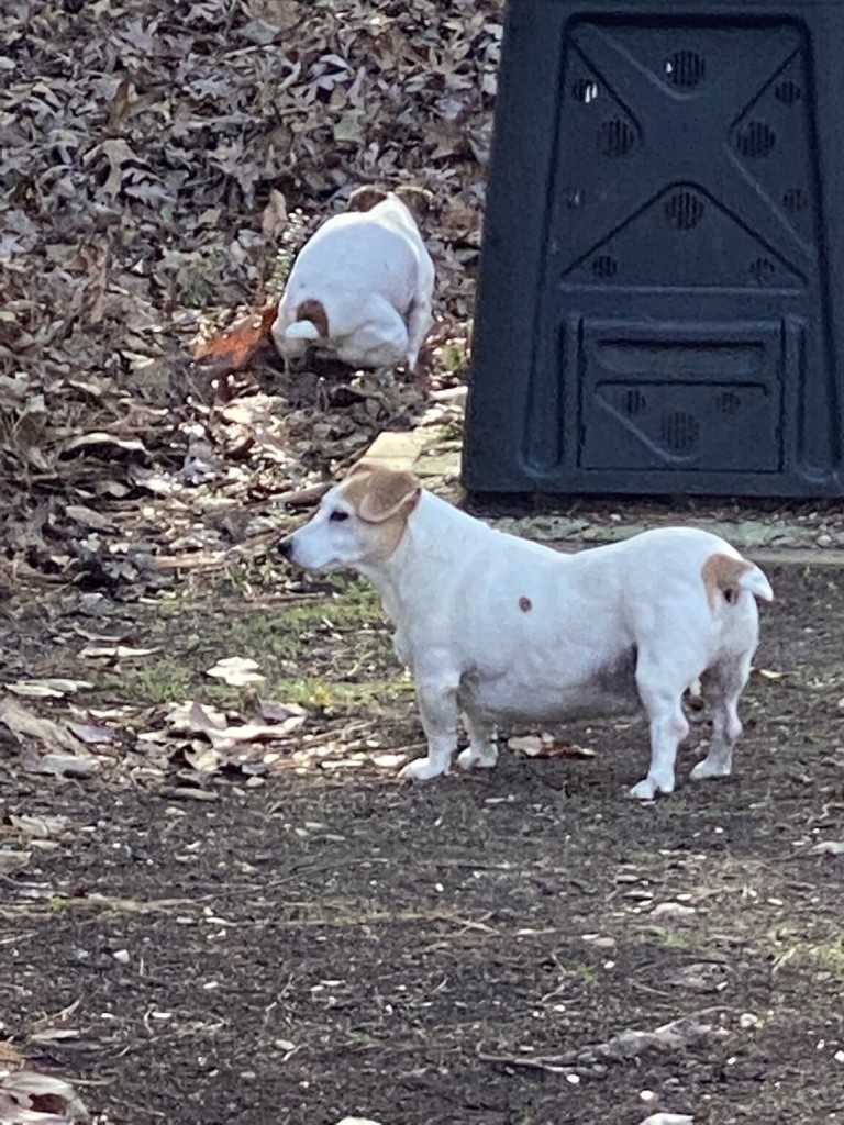 Two Jack Russells 