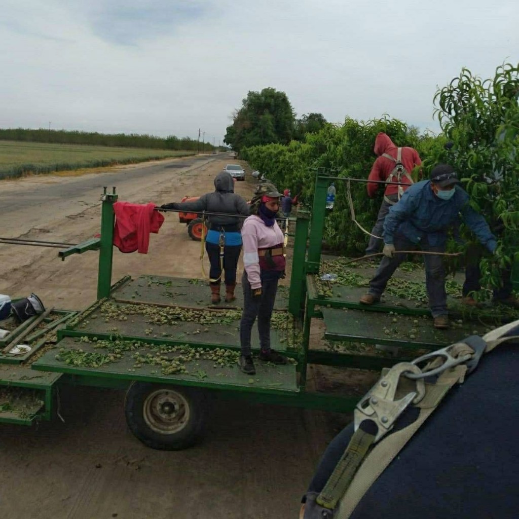 Workers standing on a moving platform where they are tethered as they thin trees