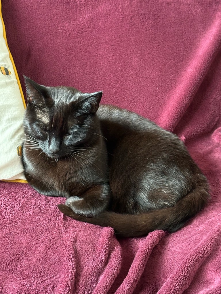 Miss Cinnamon the small black shorthair cat reclining daintily on a red sofa throw. The light from the nearby window is shining on her glossy fur. She’s dozing with her eyes closed but her head held upright. I’m so happy to be home with her