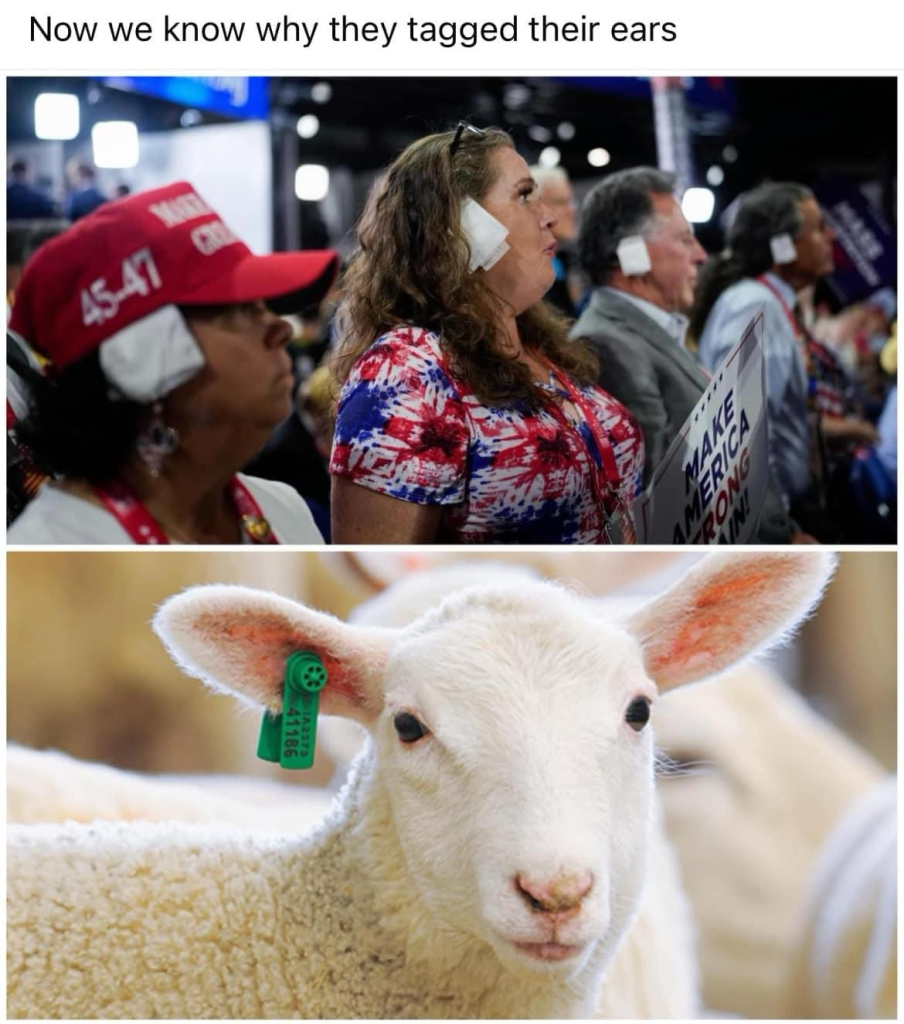 (MAGAs with a white ear patch and a sheep with an ear tag)  Now we know why they tagged their ears