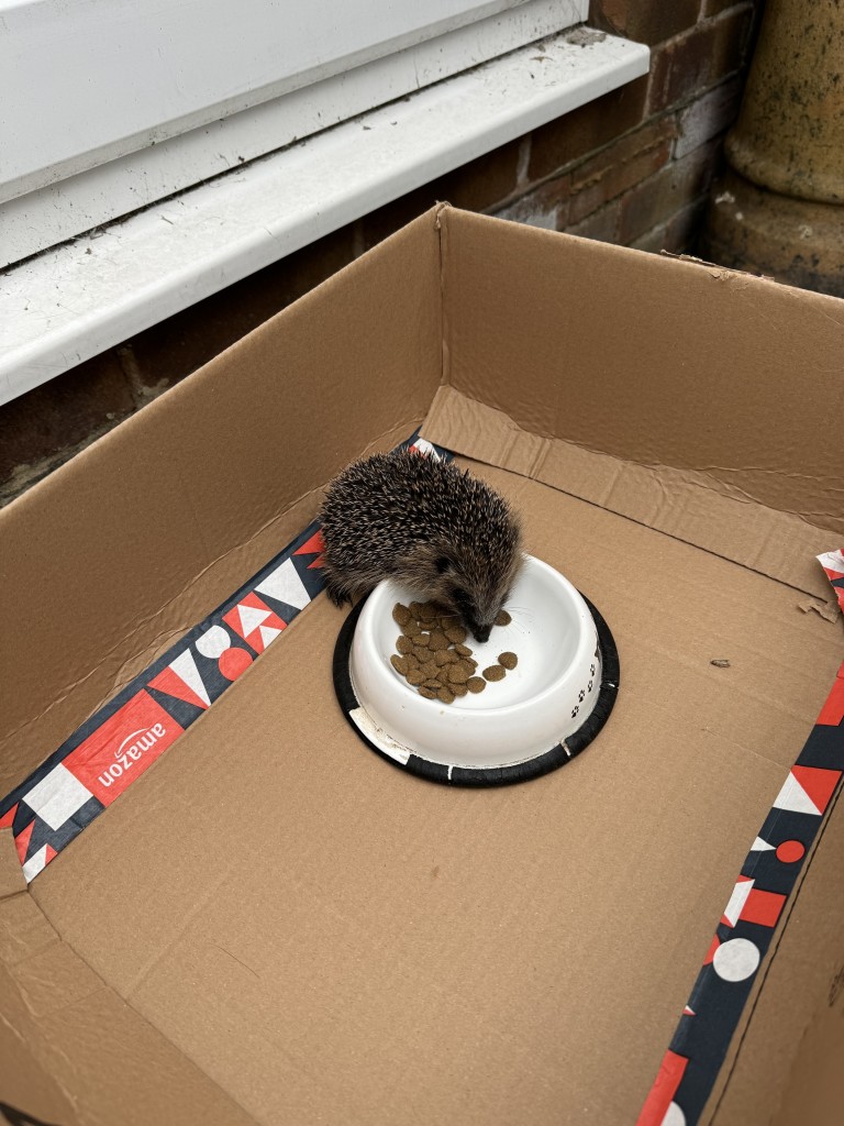 Picture a little hedgehog in an amazon box with a bowl of food .