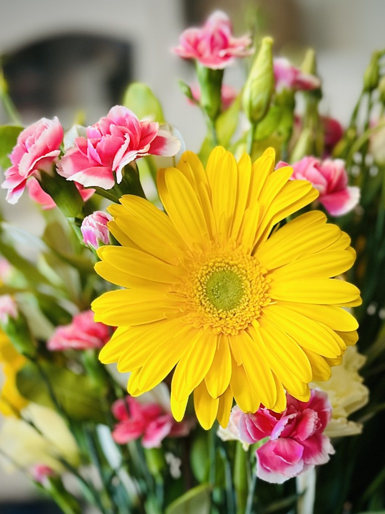 Large bloom of a bright yellow ganzania (misspelled) with greenery and pink carnations around it. Close view on bouquet. 