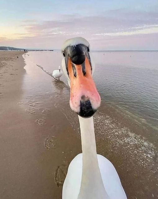 A photograph of a swan staring directly into the camera and very close. It's an otherwise gorgeous scene of a beach near sunset, but the swan is very derpy.