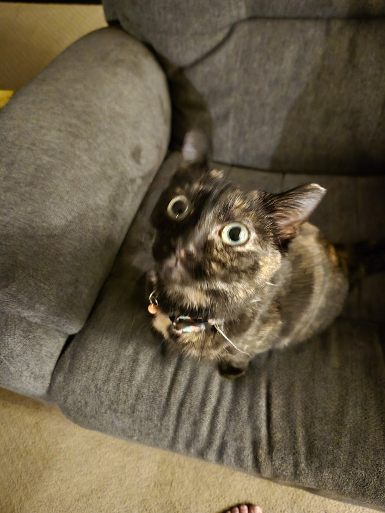 A tortishell cat on a gray recliner with huge eyes. No. There is no filter in use here. She really looks like that.