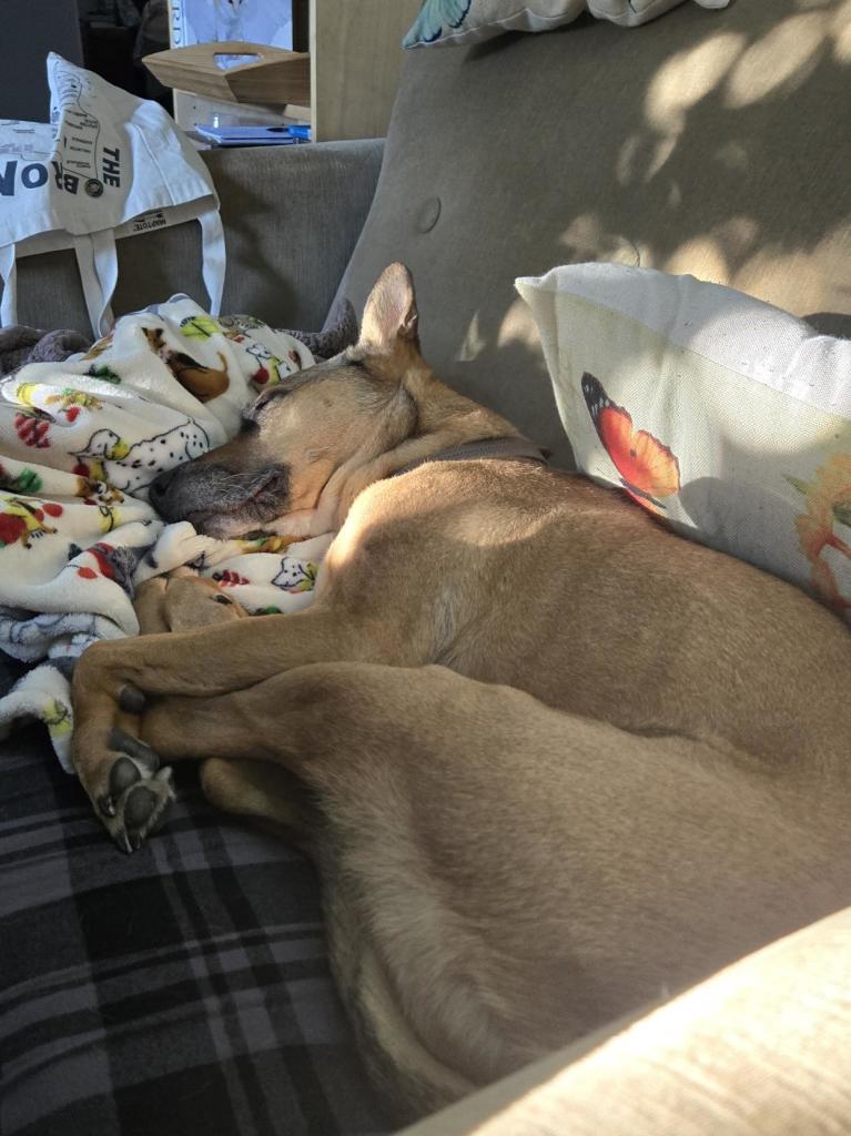 Reddish tannish dog lying on a green couch in a jack knife formation on blankets and pillows