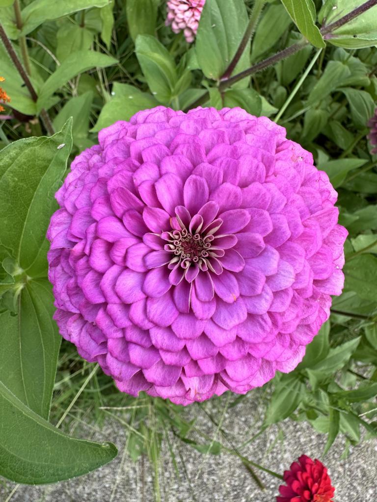 A beautiful purple zinnia closeup 