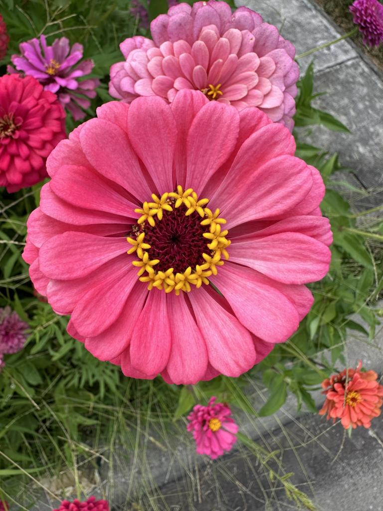 A peachy pink zinnia with yellow stamen