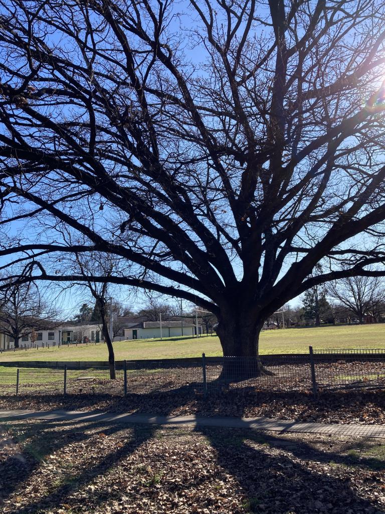 Silhouette of a bare-leaved branches of an old tree; behind it the very blue sky. Also visible an empty school playground, some buildings on the left side.