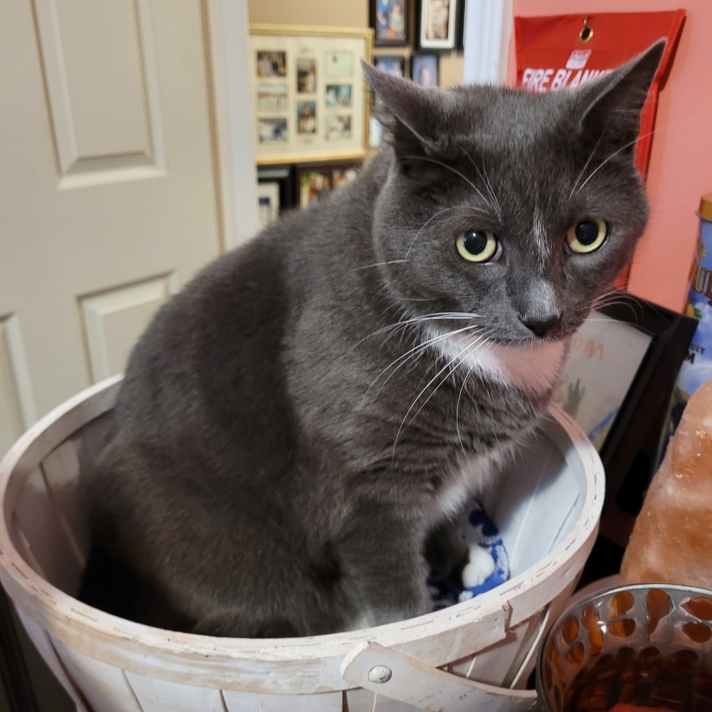 A handsome grey tuxedo cat exudes tragic elegance while sitting up in white basket. Since he's a fifteen-pound chonker and the basket is a repurposed small fruit basket, there's clearly some tension with the fits-sits principle happening.