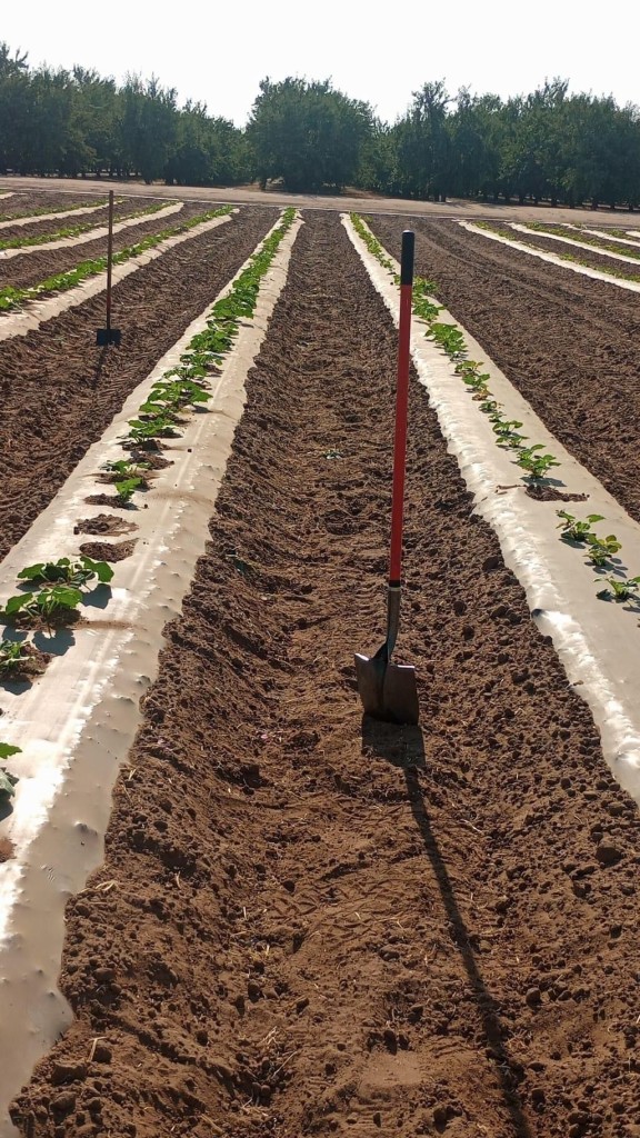 A field where pumpkins were just planted with a shovel sticking up in the earth