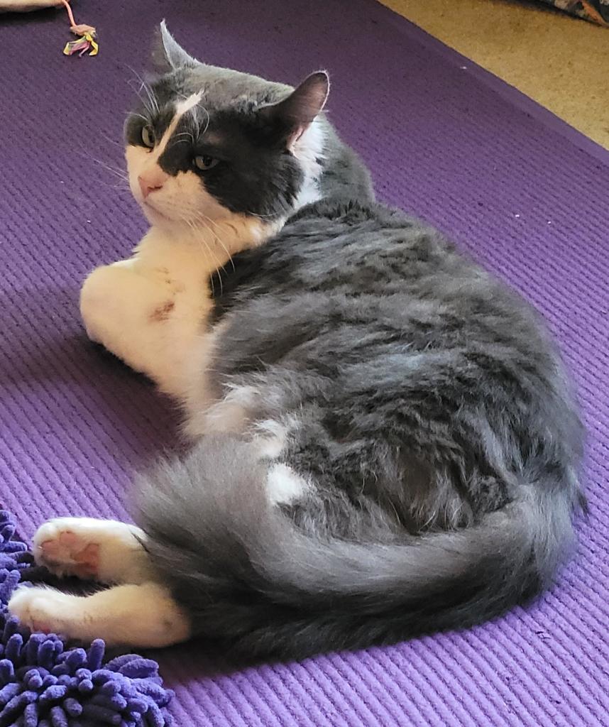 Sean, a grey & white fluffy cat, lounging on a purple yoga mat.