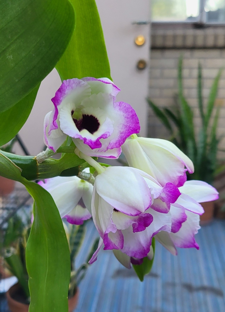 More Dendrobium nobile flowers.