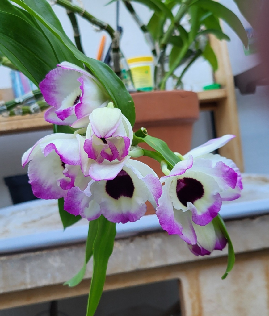 More Dendrobium nobile flowers from a different angle. They are not yet fully open.