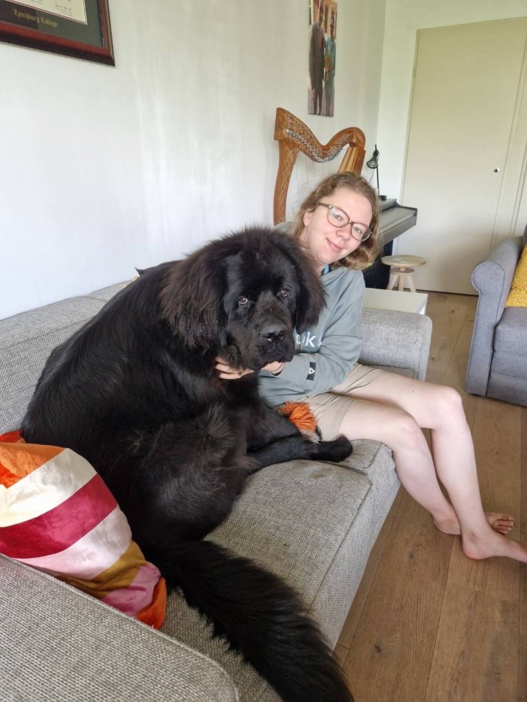 photo of Odin, a six month old newfoundlander puppy, who is colossal, sitting on the couch with me 