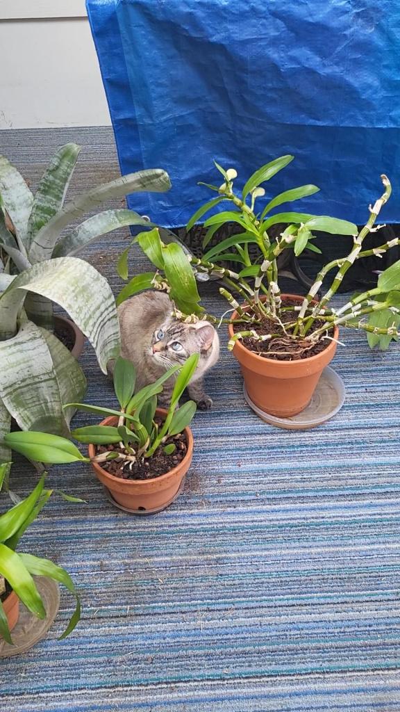 Lulu the cat amongst some houseplants.