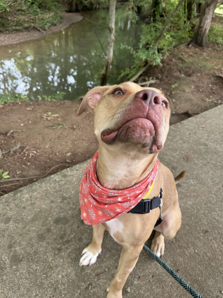 A photo of a tan pittie looking at the camera on a sidewalk. 