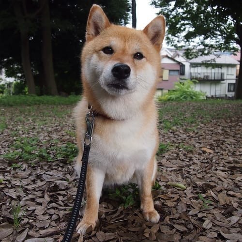 a random shiba from shibes.lol