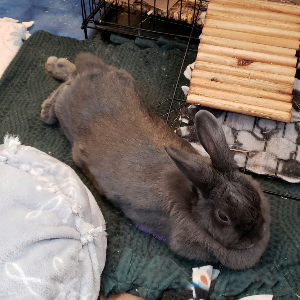 Small grey rabbit stretched out with thumpers somewhat visible