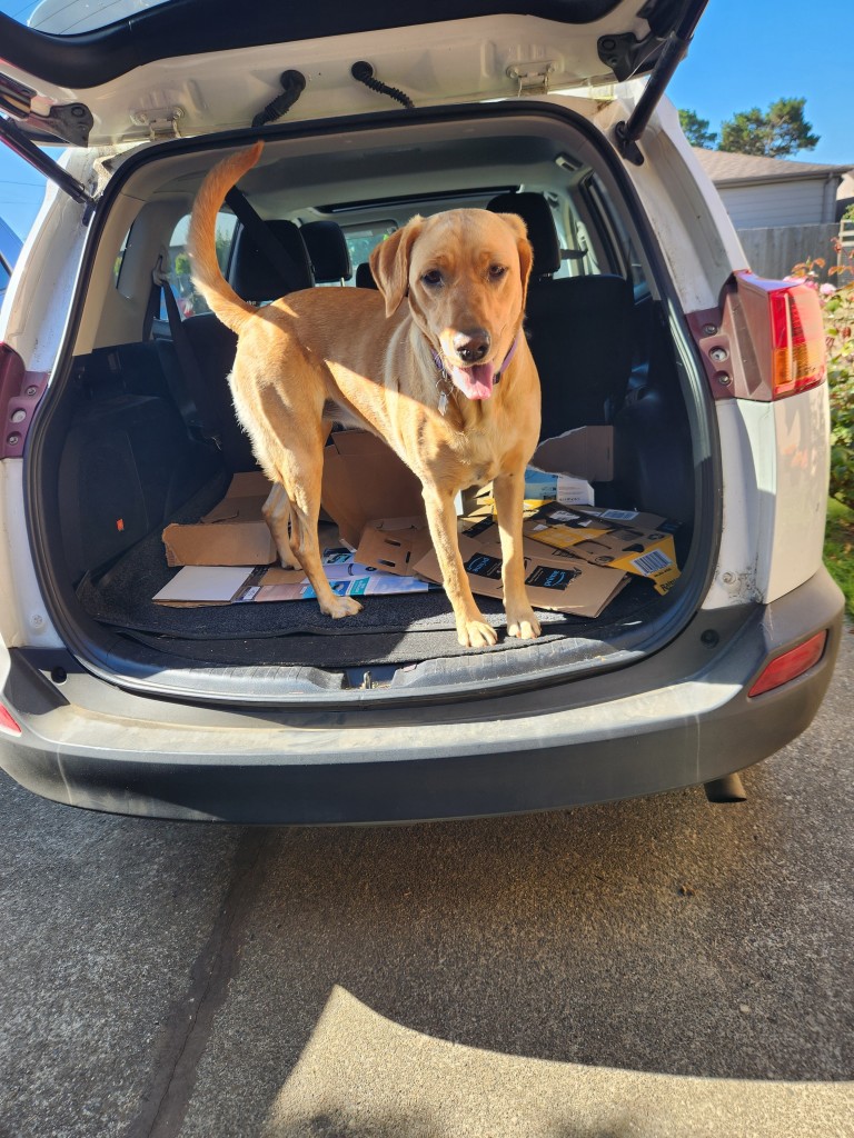 Golden Labrador retriever standing in the back of my car after depositing a flat cardboard box.