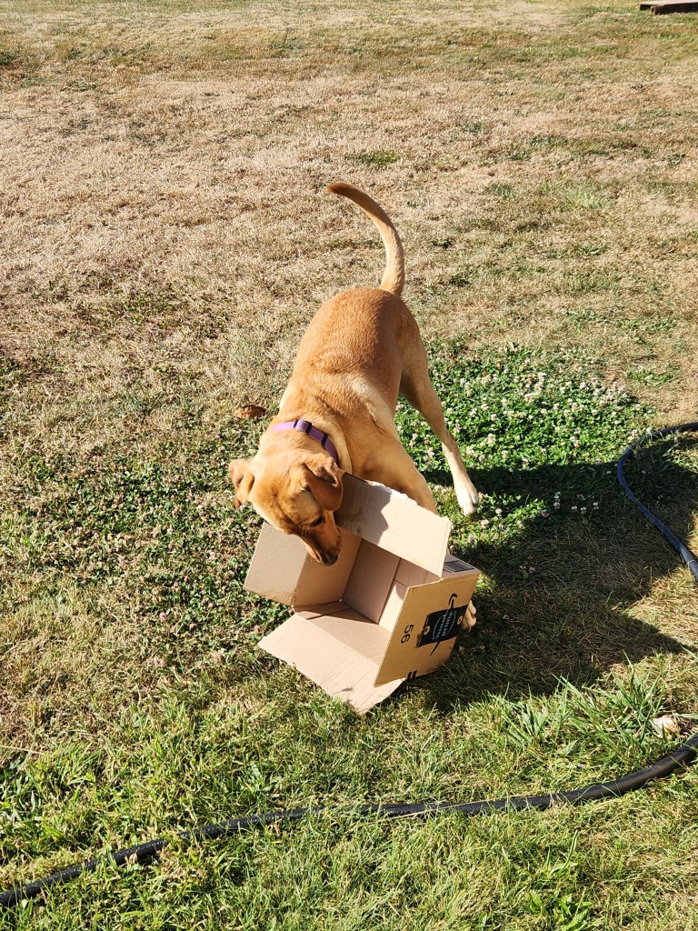 Golden Labrador retriever wrangle a cardboard box in the process of making it flat.