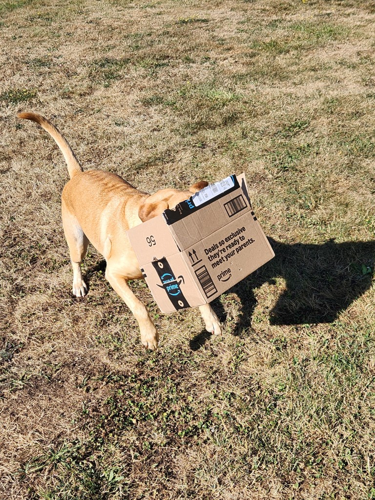 Golden Labrador retriever transporting a cardboard box to her work area to flatten it.